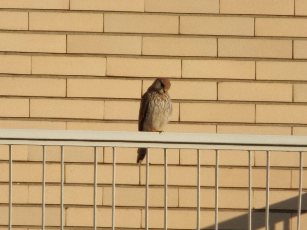 affacciati al balcone, Gheppio mio...